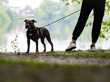 Niederländische Studie: Halter*innen oft mitverantwortlich für Hundeattacken