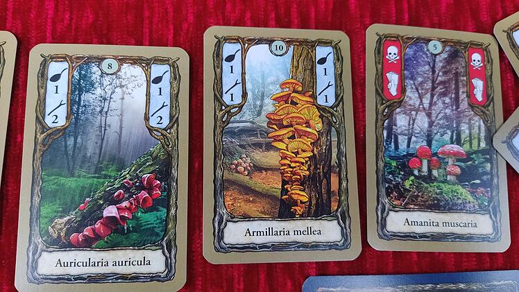 Spiele-Test Fungi: Kartenspiel für zwei Pilzsammler