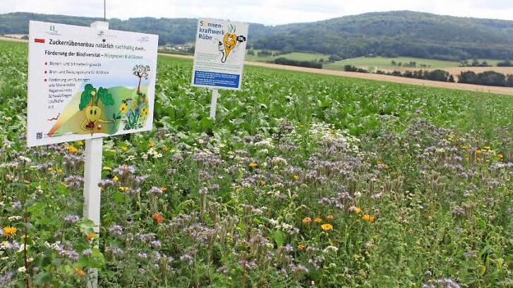 Blühende Gräser und Blumen könnten künftig immer mehr das Bild am Ackerrand prägen.  Foto: Peter Groscurth