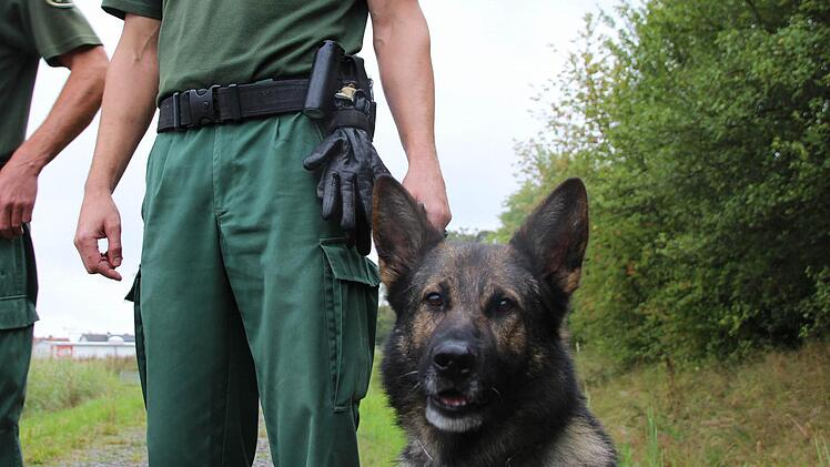 Drogenspürhund Quentin wartet auf den Einsatz.