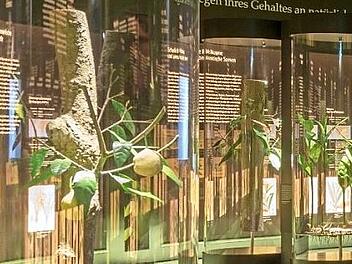 Im Botanikum eröffnen detailgenaue Exponate einen anschaulichen Blick auf unterschiedliche Gewürzpflanzen. Foto: PR