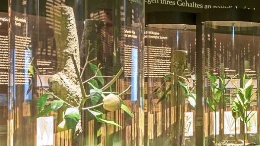 Im Botanikum eröffnen detailgenaue Exponate einen anschaulichen Blick auf unterschiedliche Gewürzpflanzen. Foto: PR