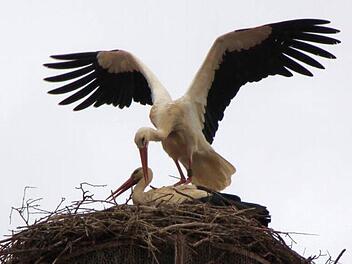 Endlich wieder vereint: die beiden Störche. Foto: Markus Reeh