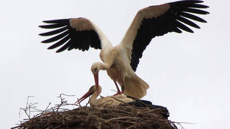 Endlich wieder vereint: die beiden Störche. Foto: Markus Reeh