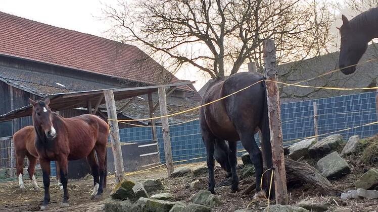 Itzgrund: Gnadenhof für Pferde braucht dringend Hilfe - "wir gehen auf dem Zahnfleisch"