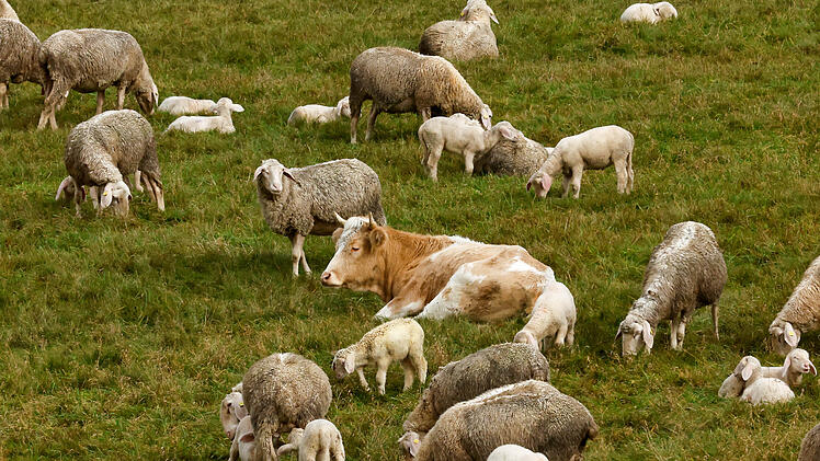 Kuh bei Schafsherde