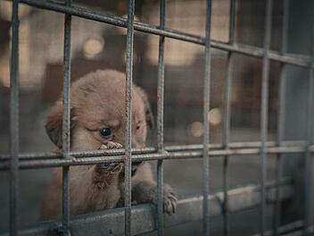 Eingefangenen Stra&szlig;enhunde werden nur 14 Tage lang in den Sammelstellen festgehalten, bevor sie get&ouml;tet werden.