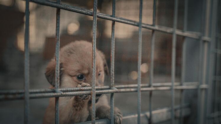 Eingefangenen Stra&szlig;enhunde werden nur 14 Tage lang in den Sammelstellen festgehalten, bevor sie get&ouml;tet werden.