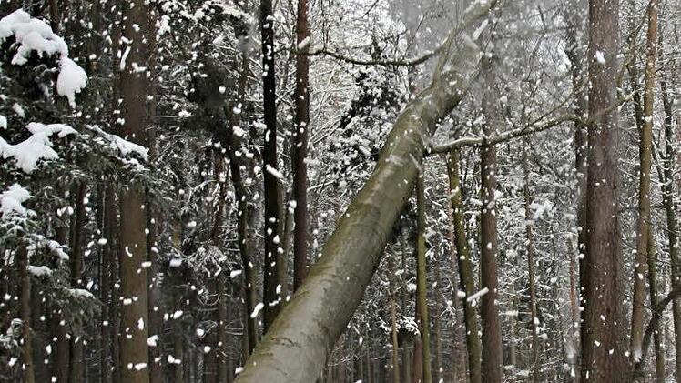 Die Rotbuche hat verloren. Mit lautem Getöse und ein Schneegestöber verursachend bahnt sie sich ihren Weg zwischen stehenden Bäumen hindurch und schlägt schließlich auf dem Waldboden auf. Forstwirt Thomas Holzheid beobachtet das Geschehen aufmerksam. Foto: Helmut Will