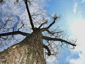 Abgestorbener Baum am Kunigundendamm: Spur der anhaltenden Hitze und Trockenheit  in Bamberg.   Foto: Ronald Rinklef