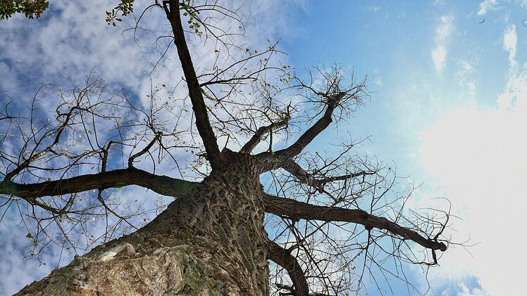 Abgestorbener Baum am Kunigundendamm: Spur der anhaltenden Hitze und Trockenheit  in Bamberg.   Foto: Ronald Rinklef