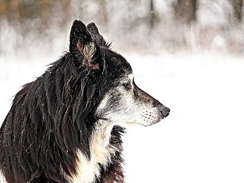 Frau lässt festgefahrenes Auto und Hunde bei Ebensfeld zurück