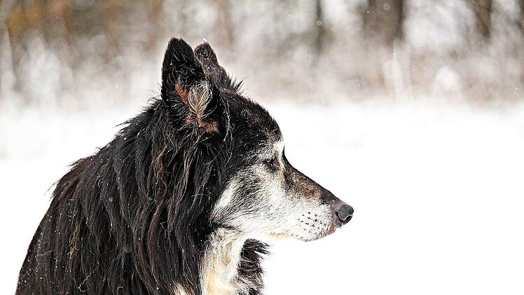 Frau lässt festgefahrenes Auto und Hunde bei Ebensfeld zurück
