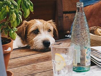 Hund am Tisch in einem Restaurant oder Caf&eacute;