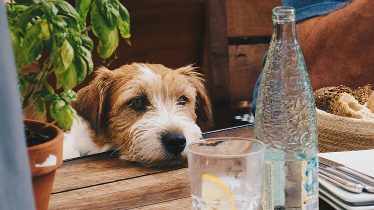 Hund am Tisch in einem Restaurant oder Caf&eacute;