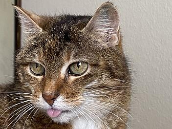 Tierheim Bamberg über Katze Trude: Darum streckt sie die Zunge raus