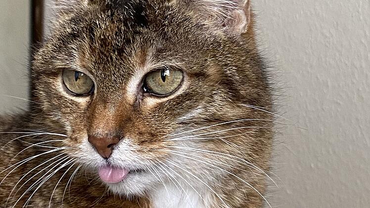 Tierheim Bamberg über Katze Trude: Darum streckt sie die Zunge raus