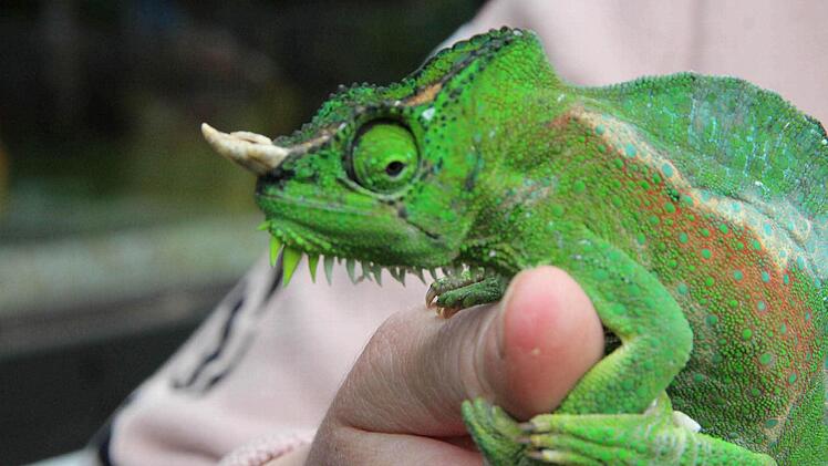 Juni: Reptilien sind keine Kuscheltiere für jedermann! Ein Vierhorn-Chamäleon in der Hand von Verena Schwarz aus Fischbach im Landkreis Coburg. Foto Thomas Heuchling