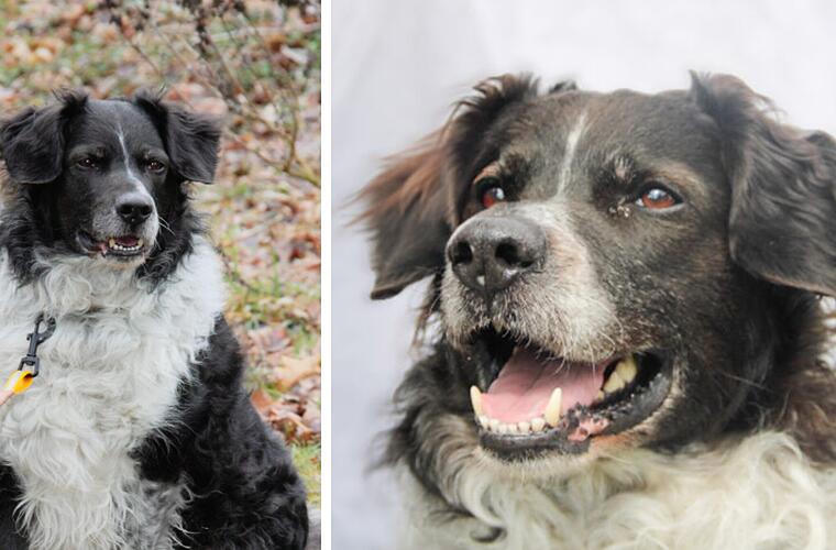 Tierheim Bayreuth: Keine einzige Anfrage für Hund Sams - Pfleger ratlos