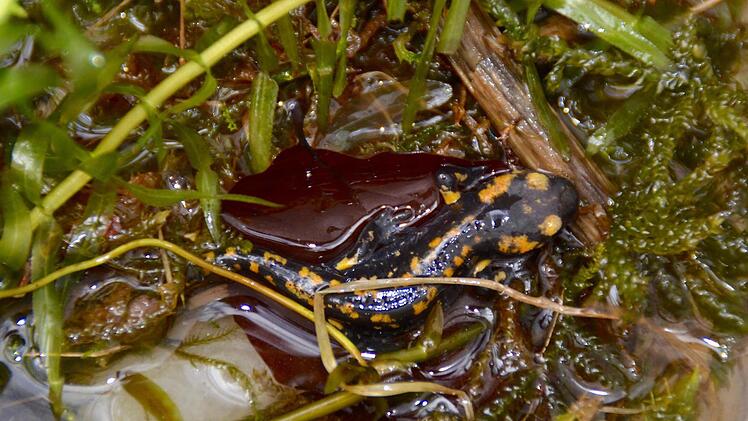 In einem Eimer gefüllt mit Moos, etwas Holz, Blättern und Wasser wurden die Tiere transportiert.  Foto: Kathrin Kupka-Hahn