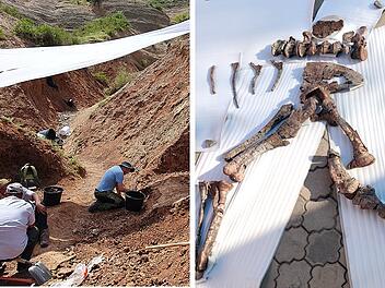 Bamberger Expeditionsteam glückt Sensationsfund - neue Dinosaurierart entdeckt