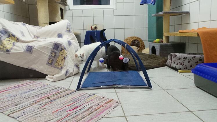 Tierheim Kulmbach: Katzen warten seit 13 Jahren auf Vermittlung - "lasst sie nicht im Tierheim sterben"
