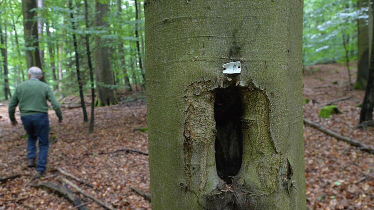 Geschützt - nicht geschützt - doch geschützt? Vor lauter Buchen ist der Steigerwald oft nicht mehr klar zu sehen. Foto: Ronald Rinklef