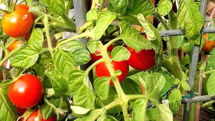 Die Tomate stammt ursprünglich aus Südamerika. Foto: Privat