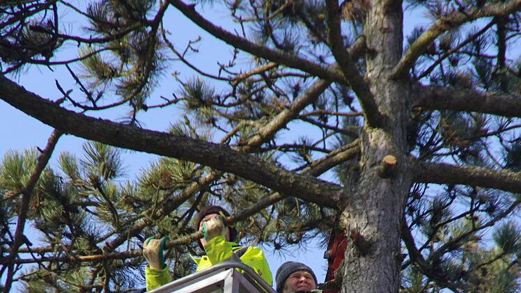 Auf dem VHS-Gelände werden Bäume gefällt. Foto: Marco Meißner