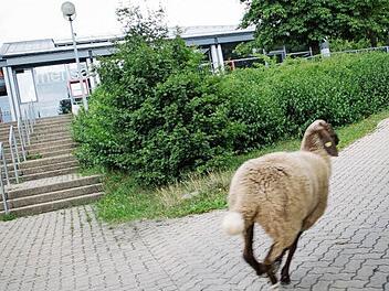 Der Reporter hatte seine liebe Mühe, an dem Tier dran zu bleiben und dieses Bild zu machen.  Foto: Steffens