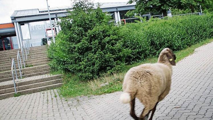 Der Reporter hatte seine liebe Mühe, an dem Tier dran zu bleiben und dieses Bild zu machen.  Foto: Steffens