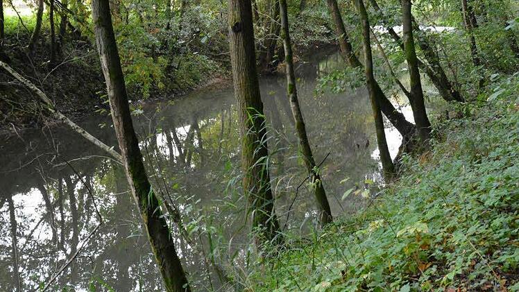 Die Saale bei Nickersfelden: In der Gemeinderatssitzung in Bad Bocklet ging es unter anderem um den Vorlandabtrag an der Fränkischen Saale in den Gemarkungen Roth und Nickersfelden.  Foto: Björn Hein