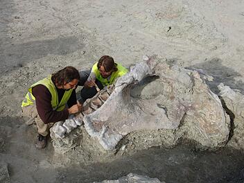 Riesen-Dino in Spanien entdeckt: Sensationsfund begeistert Forscher