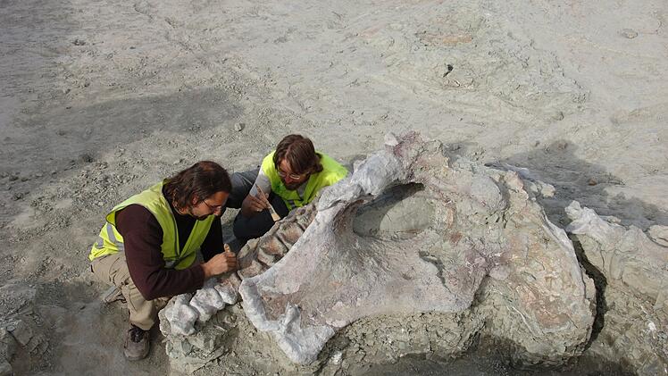 Neuer Langhals-Dinosaurier in Spanien entdeckt