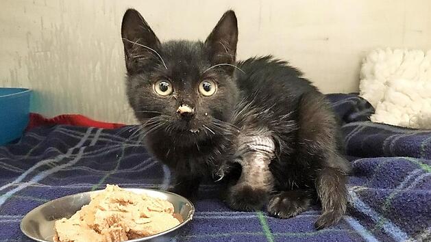 Das ist der Kater "Rainbow", der angeschossen worden ist. Das Tier erholt sich bei der Tierschutzinitiative im Tierheim in Zell.  Foto: TI Ha&szlig;berge