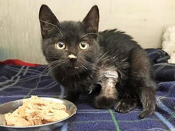 Das ist der Kater "Rainbow", der angeschossen worden ist. Das Tier erholt sich bei der Tierschutzinitiative im Tierheim in Zell.  Foto: TI Haßberge