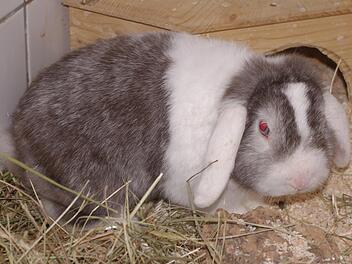 "Ali Baba" ist nicht nur bildh&uuml;bsch, sondern sehr liebensw&uuml;rdig. Einzige Ausnahme: Abdullah" mag er nicht.