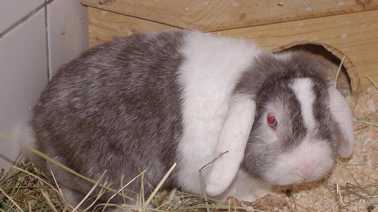 "Ali Baba" ist nicht nur bildh&uuml;bsch, sondern sehr liebensw&uuml;rdig. Einzige Ausnahme: Abdullah" mag er nicht.