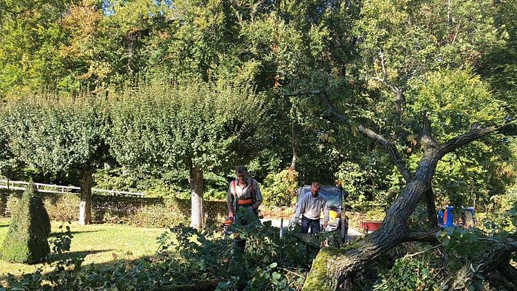 Mitarbeiter der Schlösserverwaltung waren am Montag damit beschäftigt, die Linde vor dem Morgenländischen Bau in Sanspareil zu beseitigen. Foto: privat