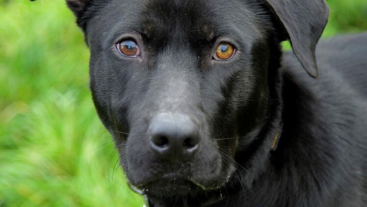 Tierheim Bamberg: Hund Janosch landet nach weiter Reise im Heim