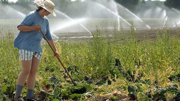 Für die Aussaat bestimmter Gemüsesorten sollte man sich jetzt beeilen, rät Gartenexperte Jupp Schröder. Foto: Stefan Puchner dpa/lby
