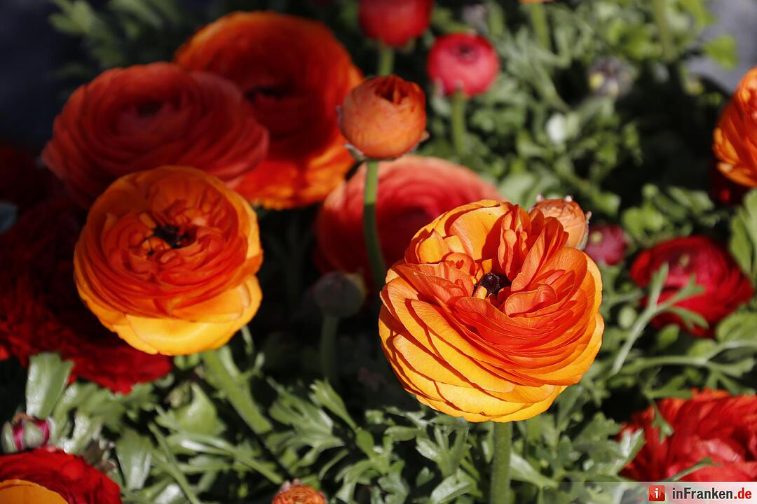Blumen und mehr: Die Landegartenschau 2016 Bayreuth