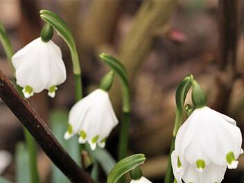 Schon läuten nach den Schneeglöckchen auch die Märzenbecher den Frühling ein. Foto: Jupp Schröder
