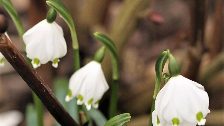 Schon läuten nach den Schneeglöckchen auch die Märzenbecher den Frühling ein. Foto: Jupp Schröder