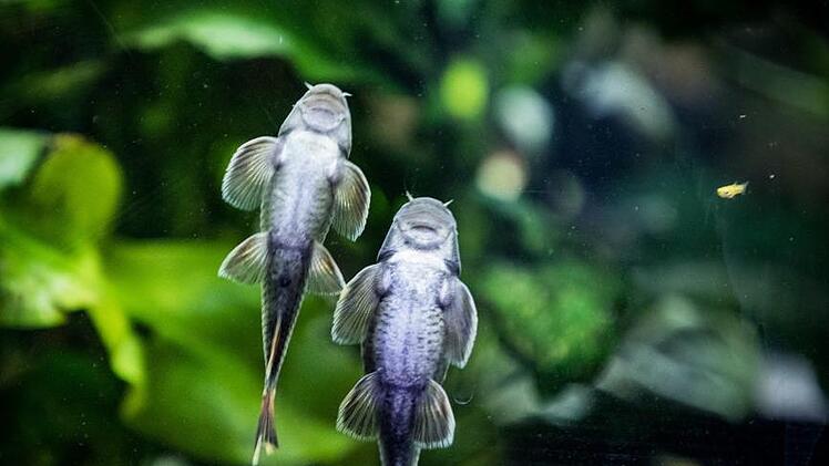 Zwei Prachtalgenfresser