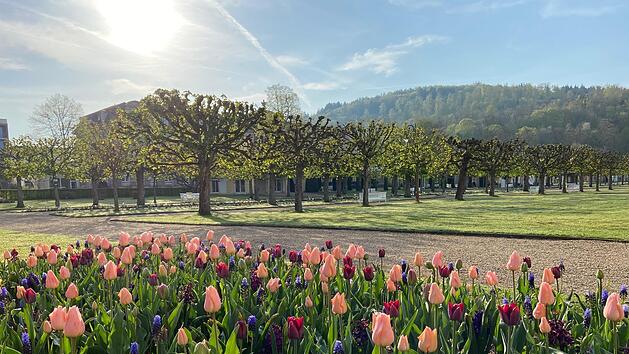 Schlosspark-Impressionen mit dem viereckigen und bunten Tulpenbeet im Vordergrund. Foto:  Michael Jakob