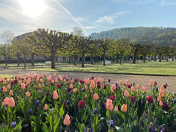 Schlosspark-Impressionen mit dem viereckigen und bunten Tulpenbeet im Vordergrund. Foto:  Michael Jakob