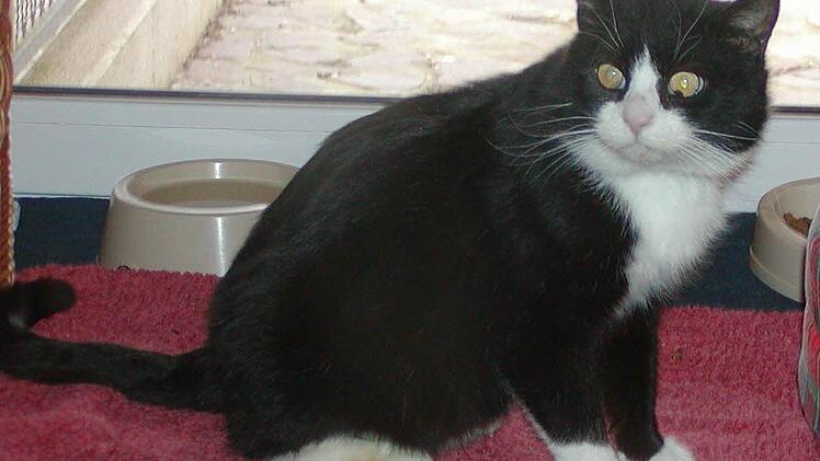 Ob Jogi Löws Kater wohl so aussieht? Foto: Tierheim Kronach