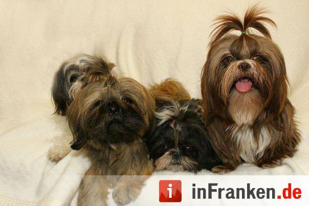 Auf den Hund gekommen: Die schönsten fränkischen Hunde unserer Nutzer