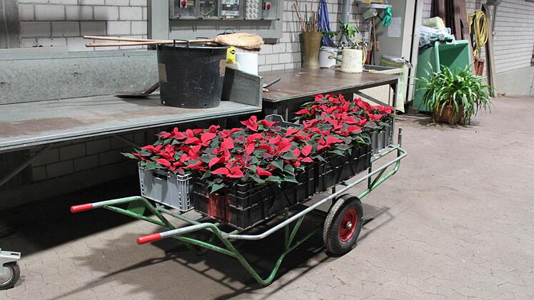 Wagenweise werden die Weihnachtssterne verladen.